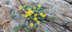 Ericameria cuneata macrocephala