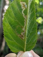 Stigmella villosella