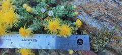 Ericameria cuneata macrocephala