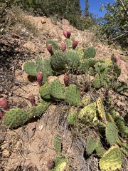 Opuntia cymochila