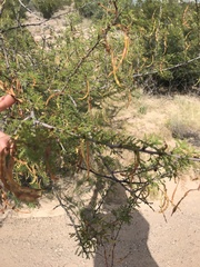 Vachellia constricta