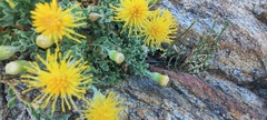 Ericameria cuneata macrocephala