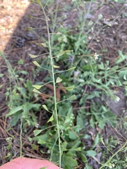 Capsella bursa-pastoris