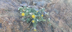 Ericameria cuneata macrocephala