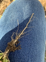 Capsella bursa-pastoris