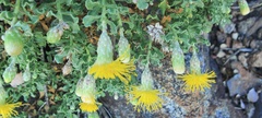 Ericameria cuneata macrocephala