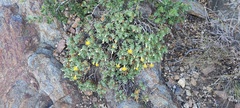 Ericameria cuneata macrocephala