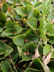 Gaultheria humifusa
