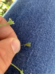 Capsella bursa-pastoris