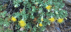 Ericameria cuneata macrocephala