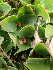 Gaultheria humifusa