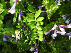 Vicia villosa microphylla