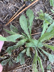 Capsella bursa-pastoris