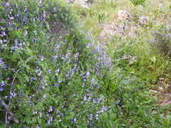 Vicia villosa microphylla