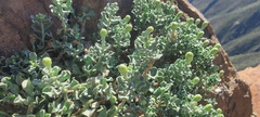 Ericameria cuneata macrocephala