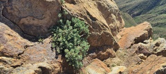 Ericameria cuneata macrocephala