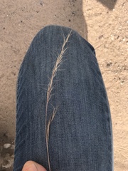 Aristida adscensionis