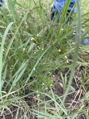 Tagetes filifolia