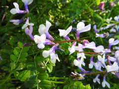 Vicia villosa microphylla