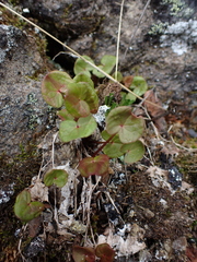 Oxyria digyna