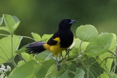 Icterus prosthemelas