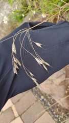 Bromus japonicus