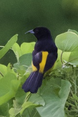 Icterus prosthemelas