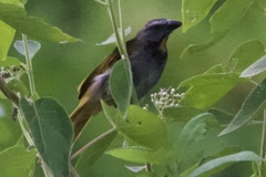 Saltator maximus