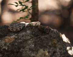Macrovipera lebetinus schweizeri