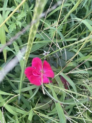 Callirhoe involucrata