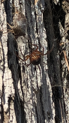 Steatoda nobilis