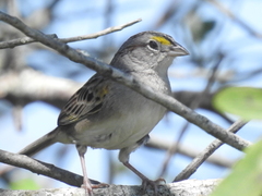 Ammodramus humeralis