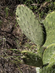 Opuntia engelmannii