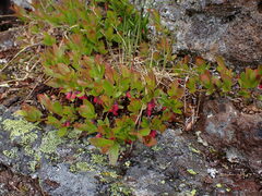 Vaccinium cespitosum