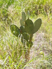 Opuntia engelmannii