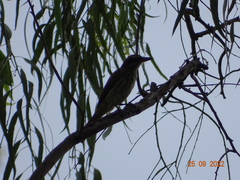 Myiodynastes maculatus