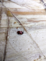 Endomychus biguttatus