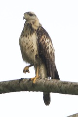 Buteogallus