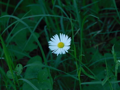 Erigeron coulteri