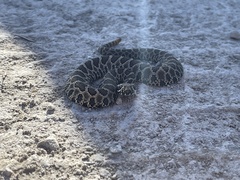 Sistrurus tergeminus