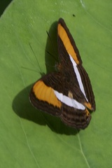 Adelpha