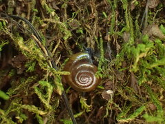 Oxychilus draparnaudi