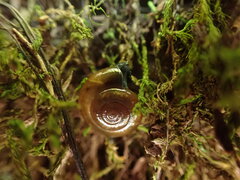 Oxychilus draparnaudi