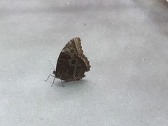 Morpho