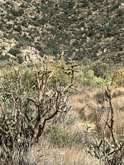 Toxostoma curvirostre