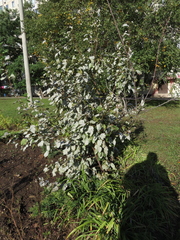 Periphyllus lyropictus