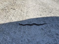 Sistrurus tergeminus