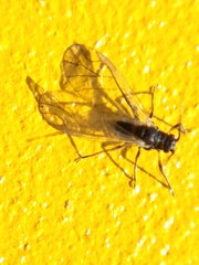 Aphididae