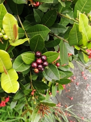 Ixora coccinea