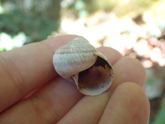 Helix pomatia